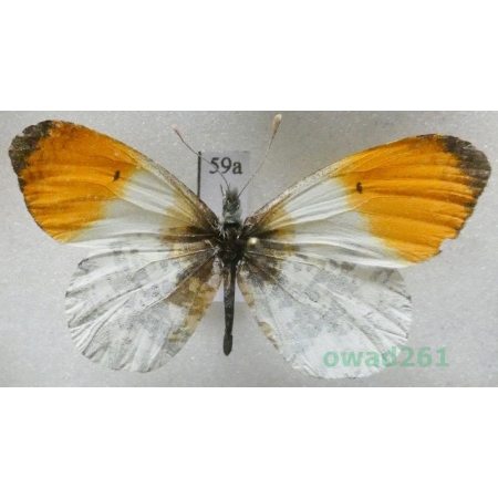 Anthocharis cardamines (Linnaeus, 1758) male Czech59a